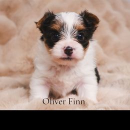 Oliver Finn - Parti male Yorkshire Terrier puppy in Greenwood, Wisconsin from Selah and Co.