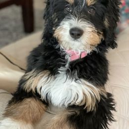Bernedoodle and Goldendoodle All Grown Up from Doodles of the Desert