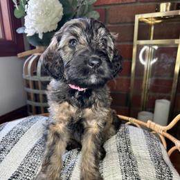 Light pink Collar - Sable female Bernedoodle puppy in Riverside, California from Wimbledon Bernedoodles