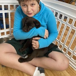 Labrador Retriever Puppies from Limestone River Labradors