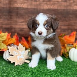 Puppy 4 Female - Red tri-color female Australian Shepherd puppy in Crystal River, Florida from Copper Top Aussies