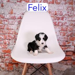 Felix - male Aussiedoodle puppy in Calhoun, Georgia from Happy Top Doodles