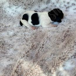 Dachshund Puppies from CSW Dachshunds