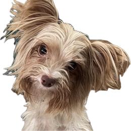 Grace - Yorkshire Terrier