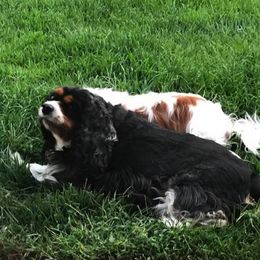 Cavalier King Charles Spaniel All Grown Up from Elizabeth Kessinger