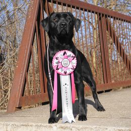 Labrador Retrievers from Tsuki Labradors