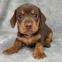 Female 2 - Chocolate and tan female Dachshund puppy in Birmingham, Alabama from LongBottomDachshunds