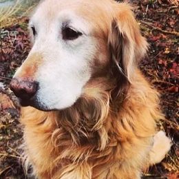 Golden Retrievers from Redhill Springs Goldens