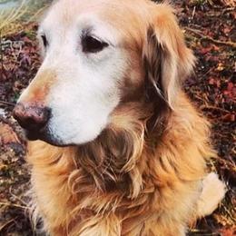 Golden Retrievers from Redhill Springs Goldens
