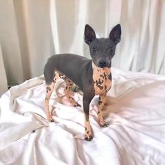 Peppa - American Hairless Terrier