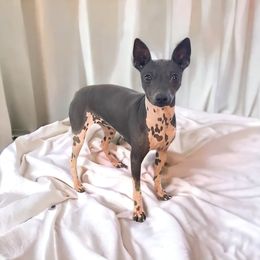 Peppa - American Hairless Terrier