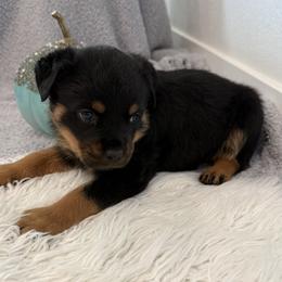 Luna - Black and mahogany female Rottweiler puppy in Parker, Colorado from Denver Rottweilers