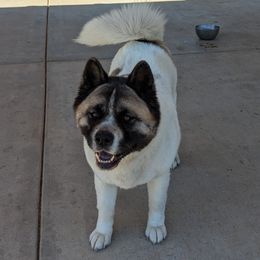 Panda Bear - Akita puppy from Ryan Johnston's Akitas