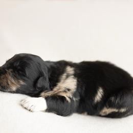 Nitro - Blue merle male Australian Shepherd puppy in Kathleen, Georgia from CM Farm