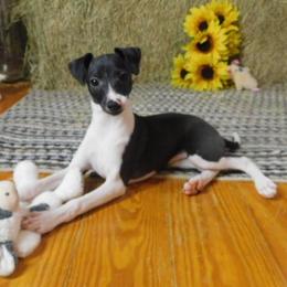Bianca Female 3 - Black female Italian Greyhound puppy in Sparta Tn And Caryville Fl, Tennessee from Summerwind Kennel