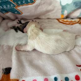 Piebald girl - Piebald female Dachshund puppy in Kelso, Washington from New Age Doxies
