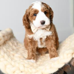 Australian Labradoodle Puppies from Snooze and Sniff Labradoodles