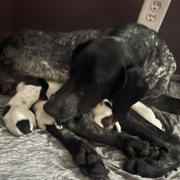 Darlin - German Shorthaired Pointer