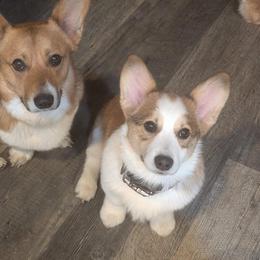 Tobi - White and fawn male Pembroke Welsh Corgi puppy in Keizer, Oregon from Grit Phillips