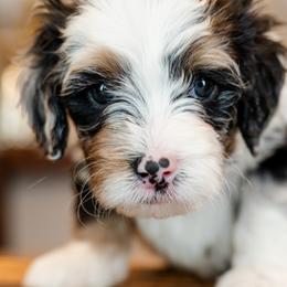 Bernedoodles from Phoebe's Bebies