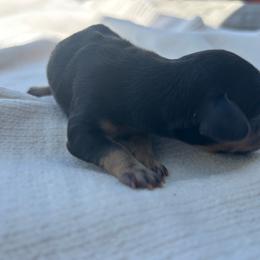 Brady - Black and tan male Dachshund puppy in Sebring, Florida from Mini Weenies