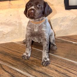 Brown - Brown and gray female Wirehaired Pointing Griffon puppy in Devine, Texas from Tombstone Kennels