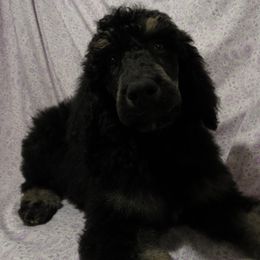 Aussiedoodle, Australian Shepherd, and Poodle Puppies from Kay Kay's Pupper Patch
