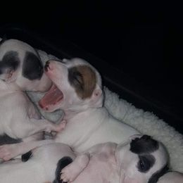 Italian Greyhound Puppies from Akaya Italian Greyhounds