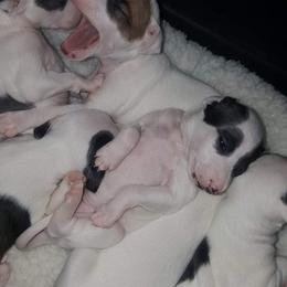 Italian Greyhound Puppies from Akaya Italian Greyhounds