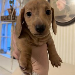 Boy 1 - Brindle male Dachshund puppy in Laconia, New Hampshire from Salchi Dog miniature dachshunds
