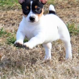 Teddy Roosevelt Terrier Puppies from Travelin' Man Terriers