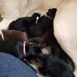 Labrador Retriever Puppies from Copper Creek Outfitters and Kennel