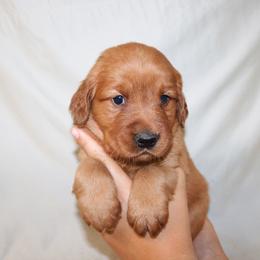 Macaron - Dark golden female Golden Retriever puppy in New Weston, Ohio from Bertke AKC Golden Retrievers and Bernese Mountain Dogs