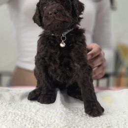 Poodle Puppies from Patitas