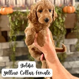 Goldie- Yellow collar - Apricot female Goldendoodle puppy in Taylorsville, North Carolina from Doggone Dixie Doodles
