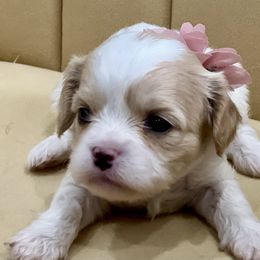Cindy - Blenheim Cavachon puppy in Draper, Utah from Cavachon Love Chocolate Cavaliers, Cavaliers, Cavachon’s, Cavapoos