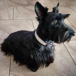 Violet - Scottish Terrier