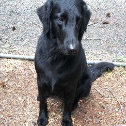 Kira - Flat-Coated Retriever