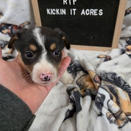 Rip - Black and tan male Pembroke Welsh Corgi puppy in Chariton, Iowa from Kickin It Acres BCs