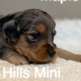 Aussiedoodles and Miniature Australian Shepherds from Windy Hills Mini Aussies & Doodles