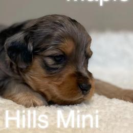 Aussiedoodles and Miniature Australian Shepherds from Windy Hills Mini Aussies & Doodles