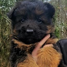 Green Collar - Male - Black and red male German Shepherd puppy in Charlotte, North Carolina from Zuflucht K9s