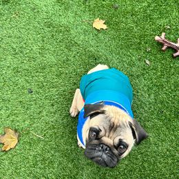 Teddy - Pug