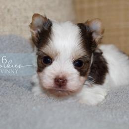 Vinny - Chocolate, tan and white male Yorkshire Terrier puppy in Austin, Texas from H6 Yorkies