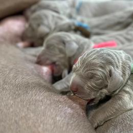 Weimaraner Puppies from Gentle soul Weimaraners
