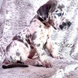 Girl 3 - Brindle Great Dane puppy in Wisconsin from Starry Night Great Danes