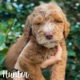 Hunter - Red  male Goldendoodle puppy in Cocoa, Florida from The Coastal Homestead