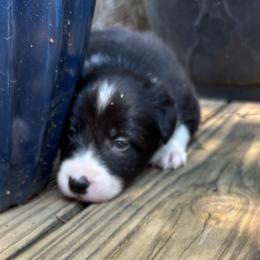 Girl 2 - Black and white female Border Collie puppy in Michie, Tennessee from Rivendell Border Collies
