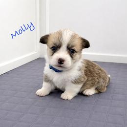 Molly - Red female Pembroke Welsh Corgi puppy in Yulee, Florida from Pembroke Welsh Corgis at Belle Haven