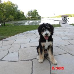 Assorted Doodle Crosses, Australian Labradoodle, Bernedoodle, Goldendoodle, and Labradoodle All Grown Up from Erica’s Doodles